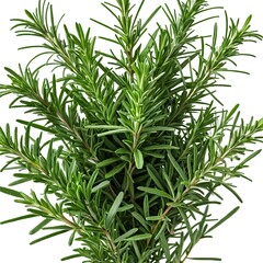 Fototapeta premium Fresh Rosemary Sprigs