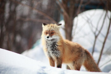 冬のキタキツネ