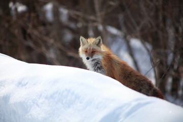 冬のキタキツネ
