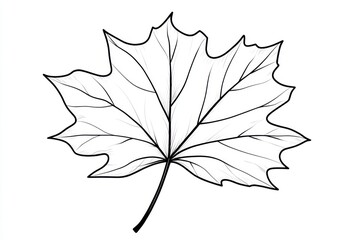 Fototapeta premium Single maple leaf line drawing, autumn, white background, nature illustration