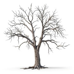 Isolated Bare Tree on White Background