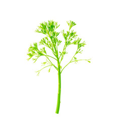 Naklejka premium Sprig of dill illustration