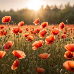Sunset Poppy Field