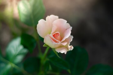 A delicate light pink rosebud gently opens, its petals softly illuminated