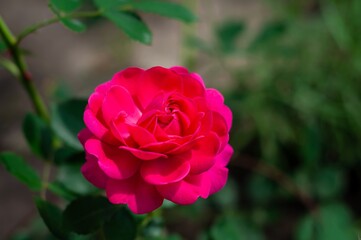 A vibrant pink rose Dinky in full bloom, its petals unfurling