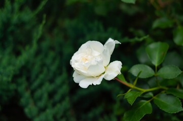 A single white rose in full bloom, surrounded by lush green foliage, a backdrop of green shrubbery.