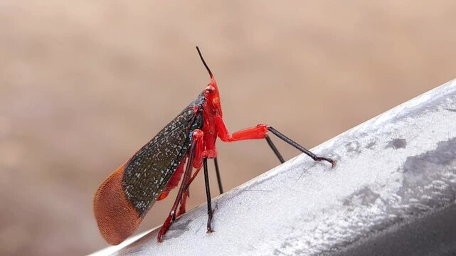 Rare bug black and red variety, India
