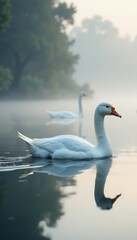 Obraz premium White Geese glide smoothly on foggy lake surface, nature, wildlife