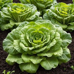Obraz premium Fresh Green Lettuce Heads in Garden