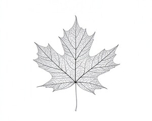 Fototapeta premium Skeletonized maple leaf, white background, nature detail, botanical illustration