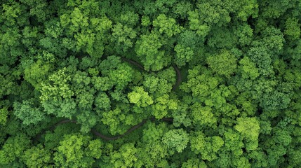 Naklejka premium Dense forest canopy with winding paths