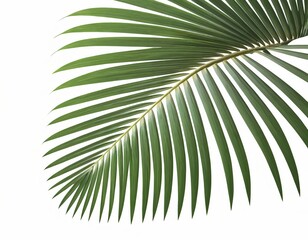 Obraz premium Lush Green Palm Frond Isolated on White