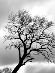 Obraz premium Silhouette of Bare Tree Branches Against Cloudy Sky in Monochrome
