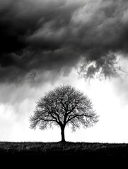Obraz premium Solitary Bare Tree Silhouette Against Dramatic Cloudy Sky in Black and White