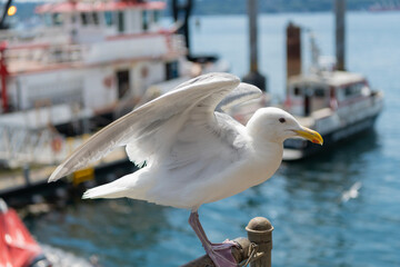 Sea gull bird. Fauna and nature. Seagull bird observing the water. Sea gull with beak and feather. Seagull sitting outdoor. A lonely seagull at the sea. Seagull near water. Nature of birds