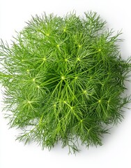 Fototapeta premium A solitary fresh green asparagus densiflorus, also known as asparagus fern, is set against a white background with the entire scene in focus