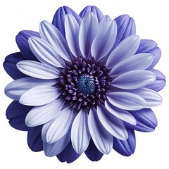 Fototapeta premium Purple and Lavender Osteospermum Flower