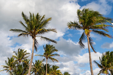 Tropical summer vacation. Exotic nature. Palm tree. Summer vacation in Miami south beach. Palm tree of California. Tropical beach in Miami. Tropical outdoor scene with palm tree. Towering palm canopy