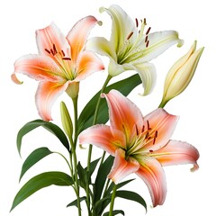 Trio of Lilies Peach, White, and Bud