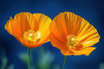 Fototapeta premium Radiant golden poppy blossoms dancing in sunlight against a deep blue backdrop creating a serene floral scene