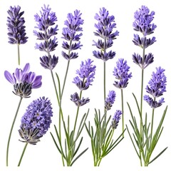 Fototapeta premium Lavender Flowers Collection Isolated Purple Blooms and Stems