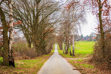 Country road to village. Straight country way and autumn nature. Rural road through alley in fall. Rural way to village in countryside. Road in countryside. Country road with trees