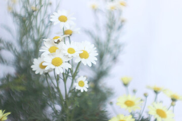 white daisy.