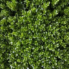 Fototapeta premium Lush Green Boxwood Leaves Texture