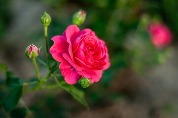 A single, fully bloomed pink rose with several buds, bathed in soft sunlight, stands out against a gently blurred background.
