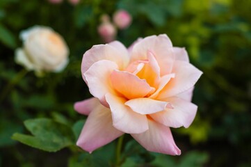 Close-up view of a single, light peach rose in full bloom, set against a soft green, blurred background.