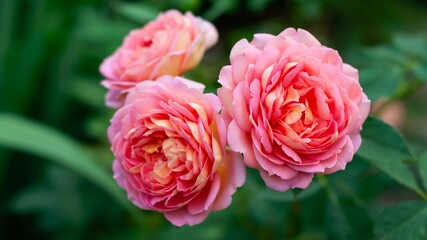 Three pink roses in full bloom, showcasing their delicate petals and soft color variations in a garden setting.