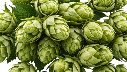 Fototapeta premium Fresh Green Hops