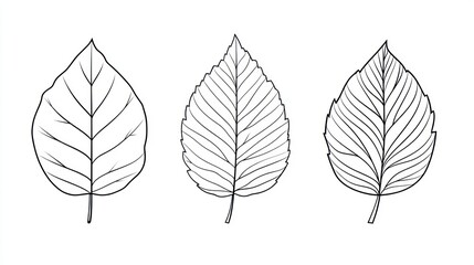 Three aspen leaves line drawing, botanical illustration, white background, educational use