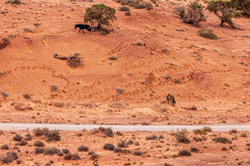 Horses roaming the Arizona desert inside Monument Valley. They are a beautiful sight when seen running across the landscape.