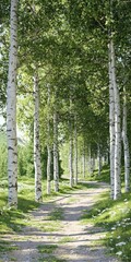 Obraz premium Birch Trees, Path, Forest, Nature, Landscape, Green, Woods, Trail, Leaves, Sunlight