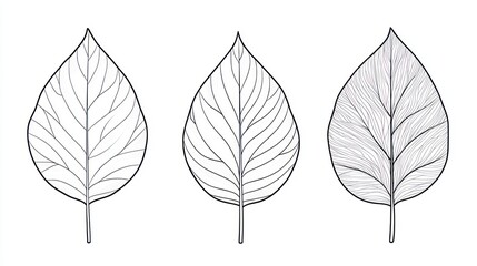 Obraz premium Three detailed line art leaves, nature, design, botanical illustration, white background, website graphic