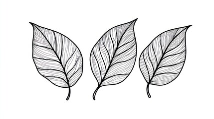 Three detailed line art leaves on white background, for design