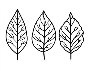 Obraz premium Three leaf line art illustrations, isolated, white background, design element