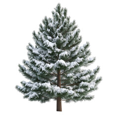 Snow Covered Evergreen Tree Isolated on White or Transparent Background in Winter