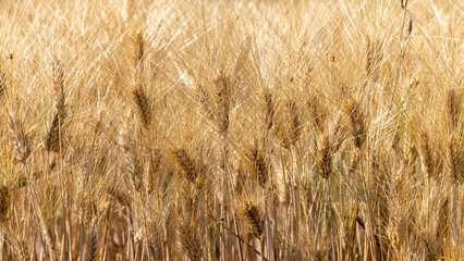 Wheat field agriculture with blue sky background, Wheat ears field in summer, Golden ears of wheat and blue sky, Barley field in summer, Barley agriculture background.
