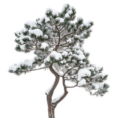 Snow Covered Pine Tree Against White or Transparent Background Creates Winter Scene