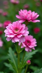 Obraz premium Buds on pink double dianthus flowers in garden, pink, blooming, petals