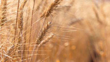 Wheat field agriculture with blue sky background, Wheat ears field in summer, Golden ears of wheat and blue sky, Barley field in summer, Barley agriculture background.