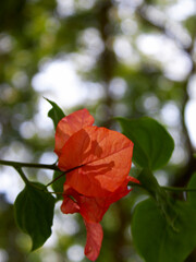 Close-up of a blooming bougainvillea flower with branches in the background.
