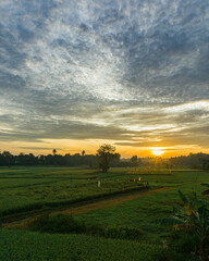 sunrise over the field