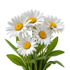 Fototapeta premium Bouquet of White Daisies