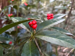 plant with red fruit