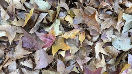 dry leaves background