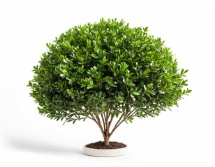 Lush Green Bonsai Tree in White Pot
