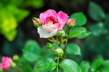 A captivating close-up captures a delicate pink and white rose in full bloom, surrounded by its unopened buds.